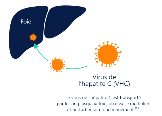 Illustration montrant le virus de l'hépatite C transporté par le sang jusqu'au foie